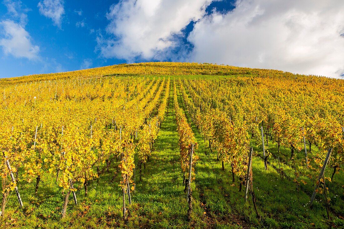 Alsatian Wine Route, Haut Rhin, Niedermorschwihr, Alsace, France, Europe.