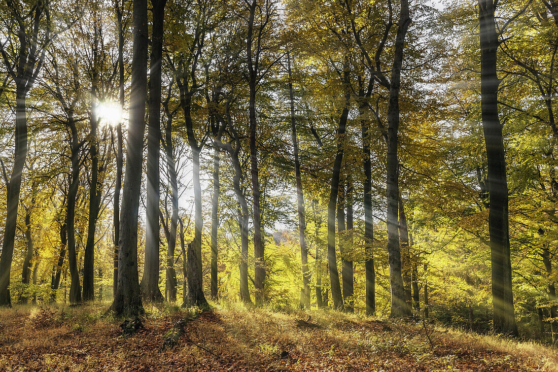 Forest in the autumn, the sun shines through the trees.