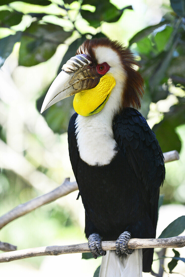 A male Wreathed Hornbill, also know as the Bar pouched Wreathed Hornbill in Bali Bird Park, Indonesia, South East Asia.