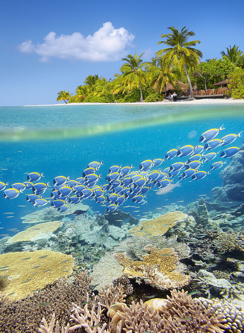 Half underwater view with reef and fishes, Maldives, Indian Ocean.