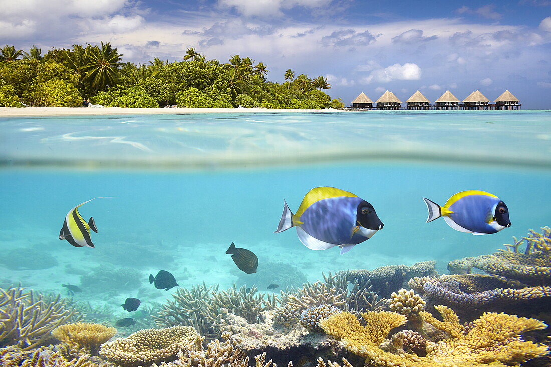 Half underwater view with fishes, Maldives, Ari Atol, Indian Ocean.