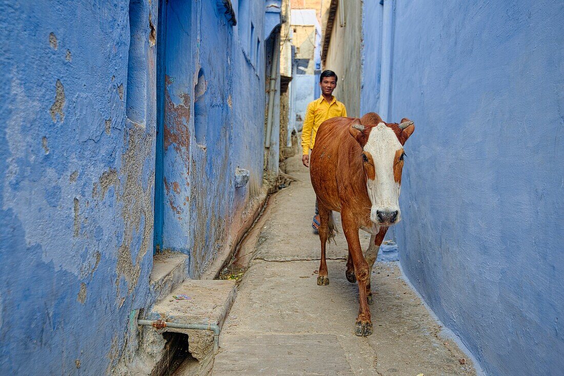 Cow roaming the streets of Bundi´s old town.