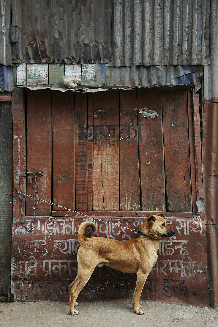 A dog chained to a door waiting patiently and guarding.