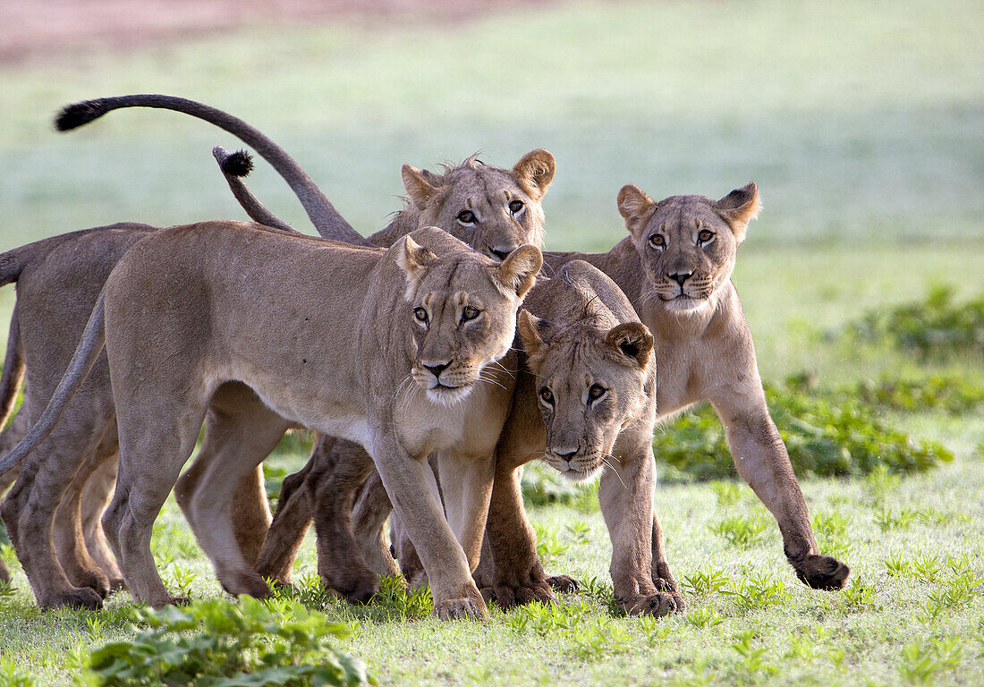 African Lion (Panthera leo), Kgalagadi Transfrontier Park, Kalahari desert, South Africa.