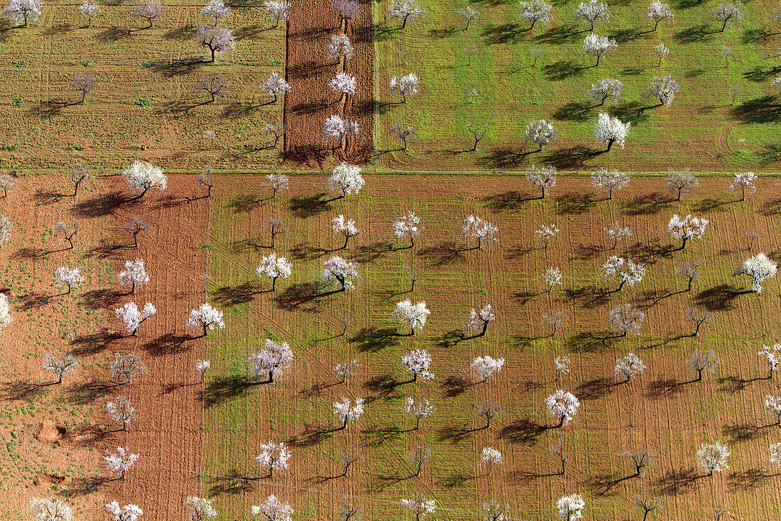 Aerial view of almond trees in flowers (Prunus dulcis), in the farm land, Mallorca lands, Balearic Island, Spain.