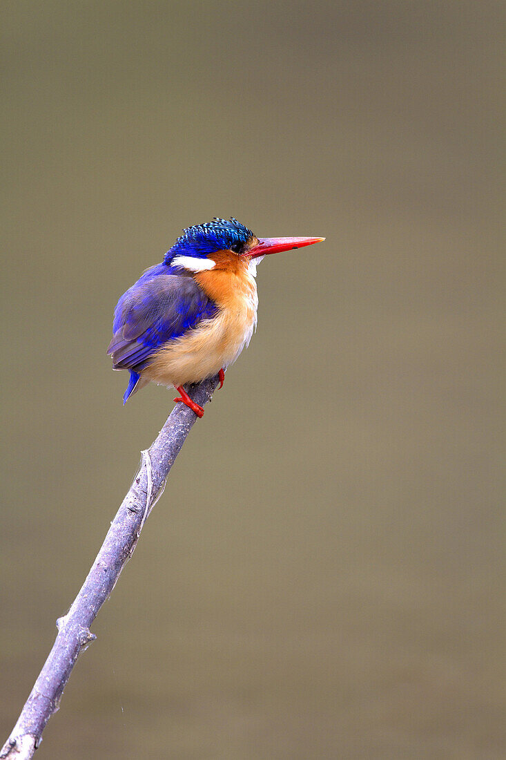 Malachite kingfisher (Alcedo cristata), on the branch, Kruger National Park, South Africa.