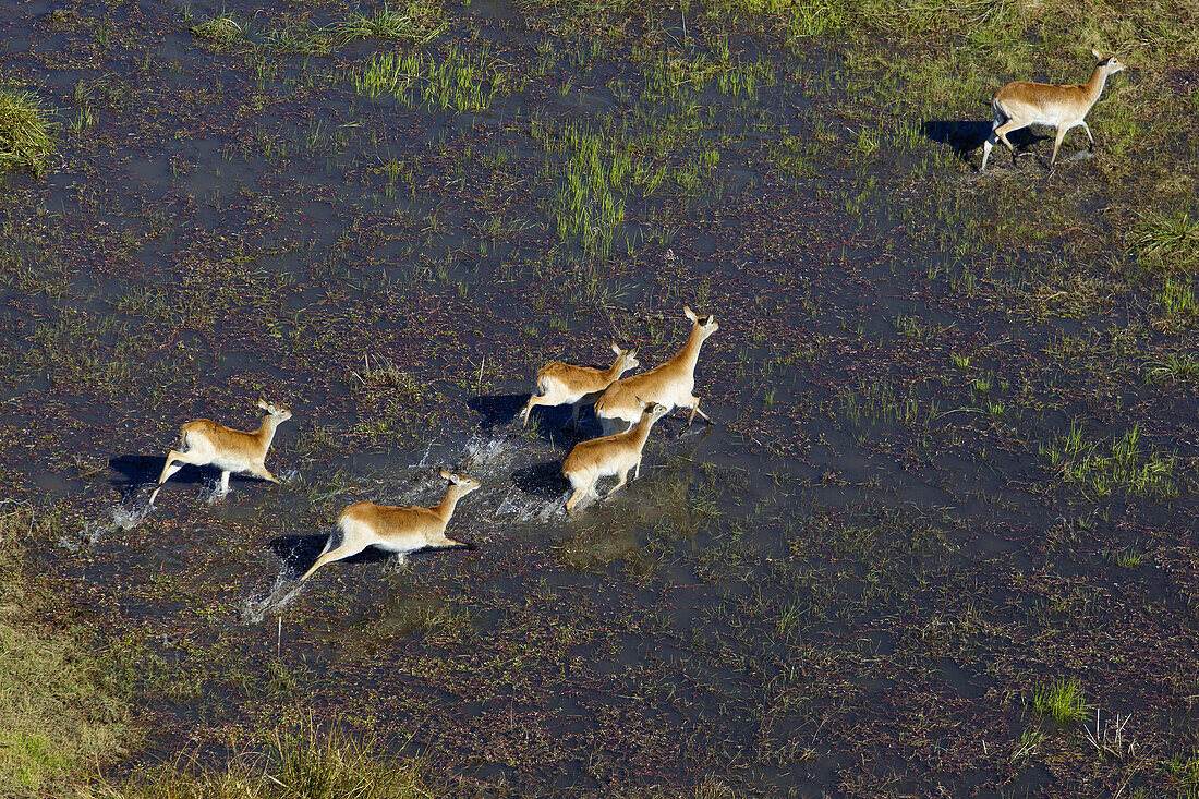 Aerial view of Red Lechwes group (Kobus leche), running in the floodplain, Okawango Delta, Botswana. The vast inland delta is formed from the Okavango River. This flows into the Delta, creating a beautiful mosaic of water channels, grasslands, forests and