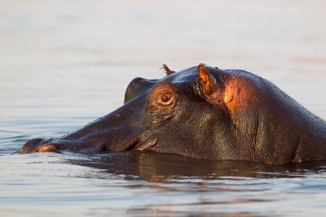 Hippopotamus (Hippopotamus amphibius), in the Chobe River, Chobe National Park, Botswana.