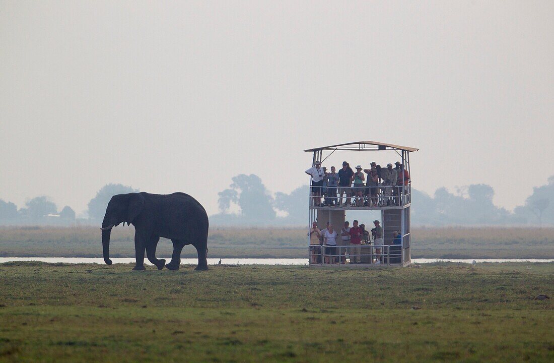 African Elephant (Loxodonta africana), in the river, Chobe National Park, Botswana.