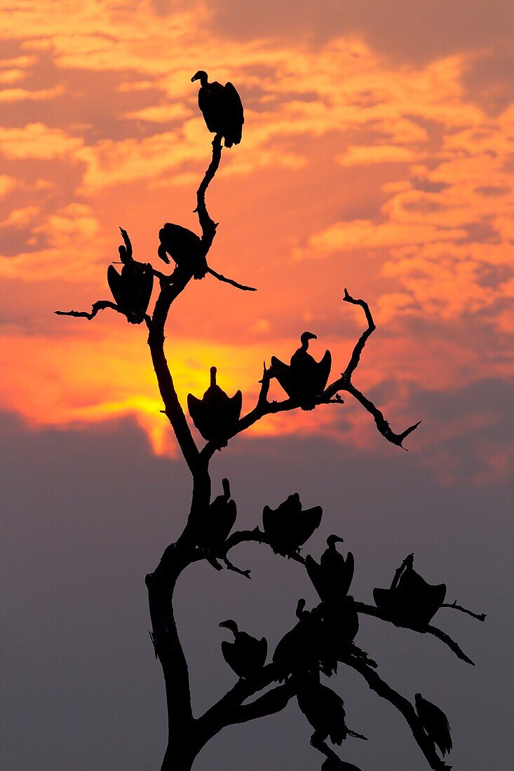 Lappet-faced Vulture (Torgos tracheliotus), on the tree, Chobe National Park, Botswana.