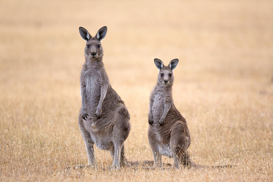 Eastern Grey Kangaroos (Macropus giganteus), female with young, Maria Island, Tasmania, Australia.