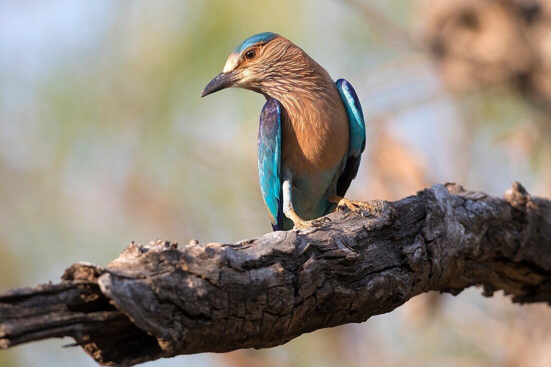 Indian roller (Coracias benghalensis) sitting on branch, Tadoba National Park, Maharashtra, India.