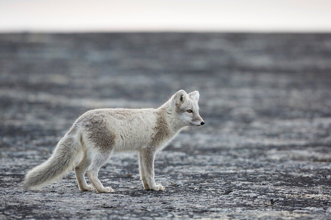 Arctic Fox (Alopex lagopus) standing on rock, Boltodden, Spitsbergen, Svalbard.