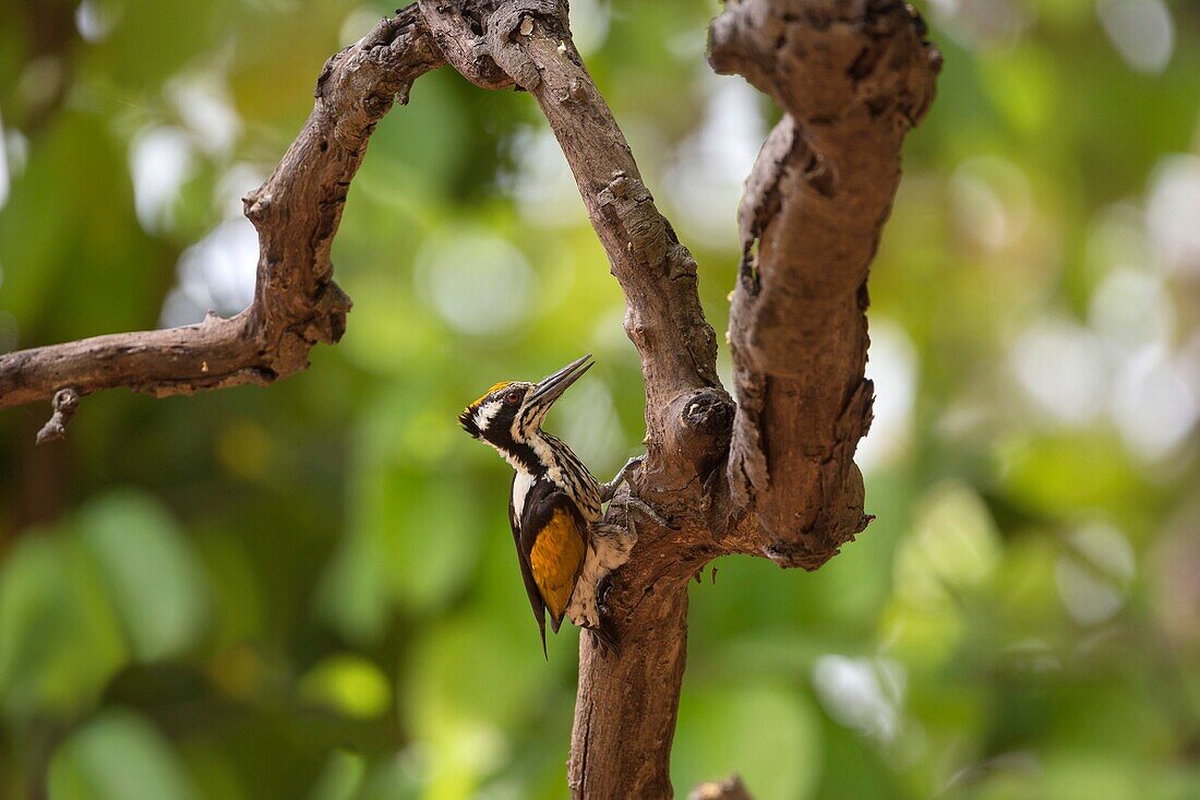 female White-naped woodpecker (Chrysocolaptes festivus), Kanha National Park, Madhya Pradesh, India.