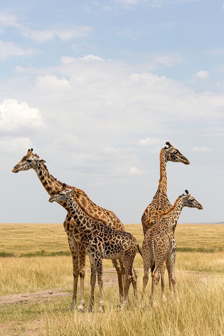 Giraffes (Giraffa camelopardalis), Masai Mara, Kenya.