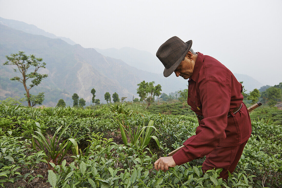 Rajah Banerjee of the Makaibari Tea Estates in Darjeeling using a measuring stick to inspect the growth of tea plants.