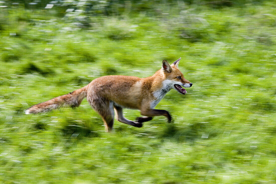 Red Fox, vulpes vulpes, Adult running on grass, Normandy.