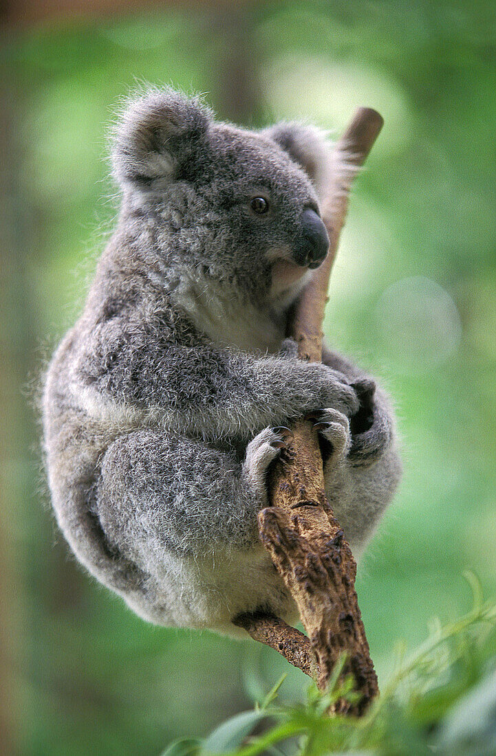 Koala, phascolarctos cinereus.