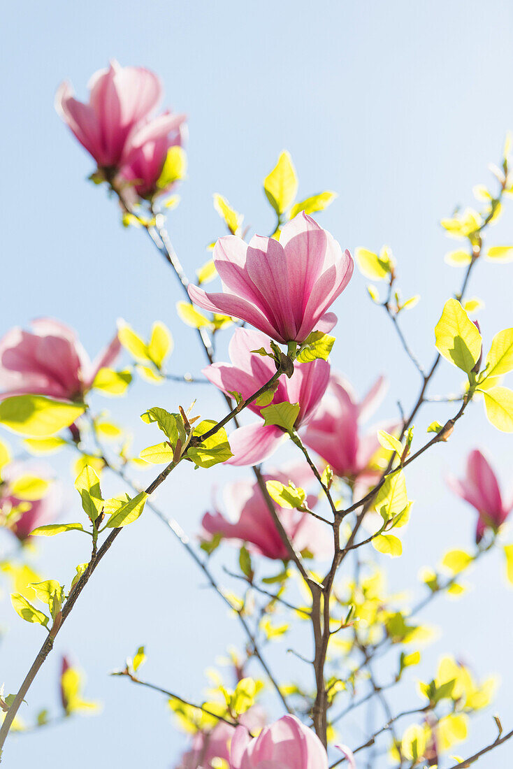 Closeup of pink magnolia flowers growing on a tree at spring with blue sky in the background.