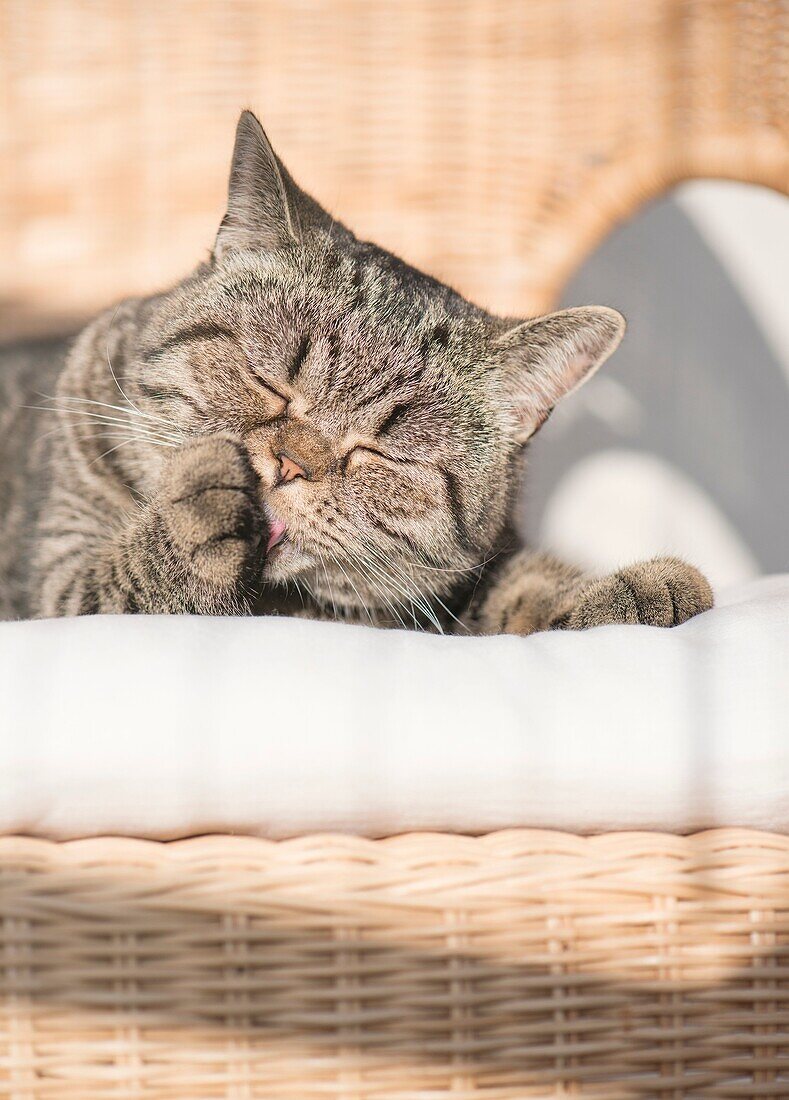 British shorthair cat lying in wicker chair licking paw with closed eyes. Peaceful and resting pet.