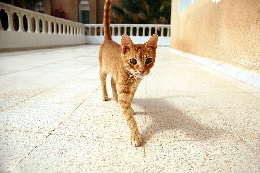 Cat on hotel terrace in Nefta town, Tunisia.