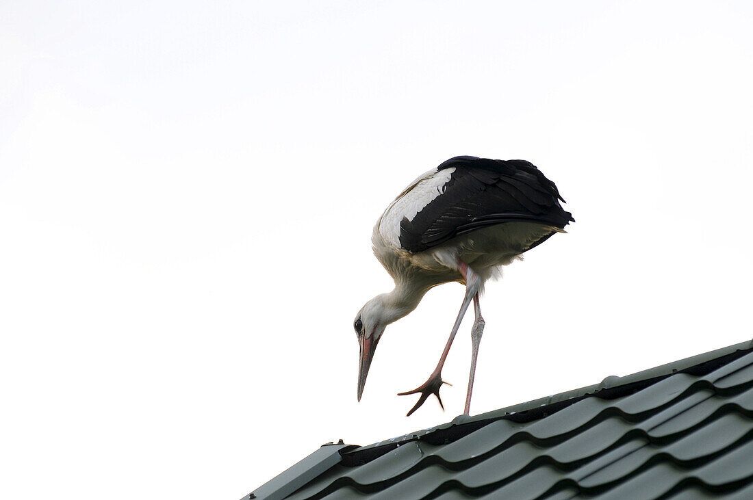 Ciconia ciconia stork commonly known as White Stork stands on a house roof, Mazovia region in Poland.