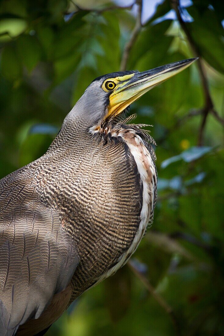 Tiger heron. Tigrisoma mexicanum. Tortuguero, Costa Rica, Central America.