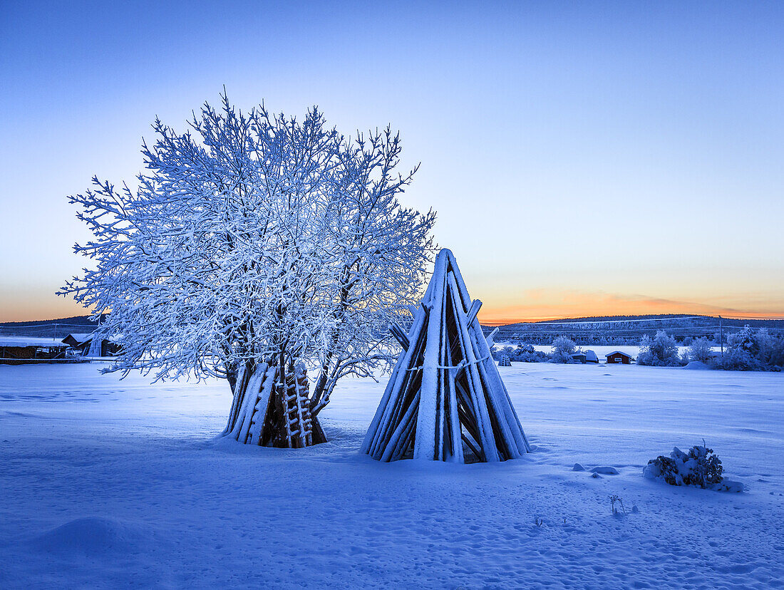 Wood stacked and a snow covered tree in extreme cold temperatures, Lapland, Sweden.