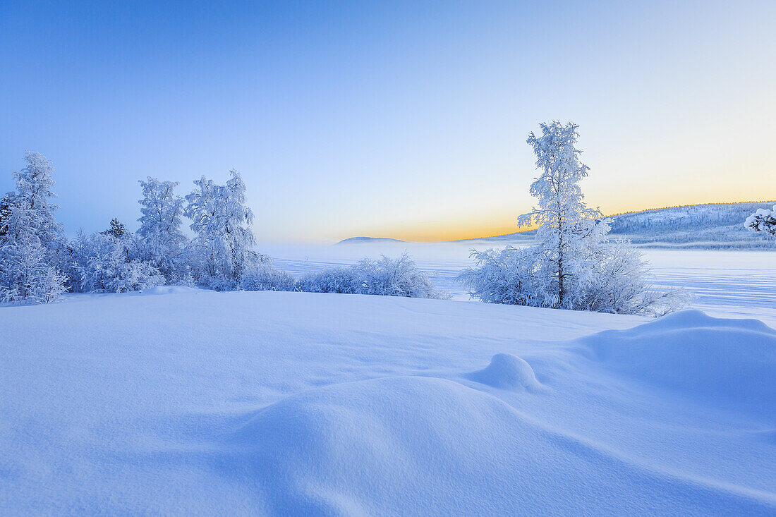 Snow covered trees in extreme cold temperatures, Lapland, Sweden.