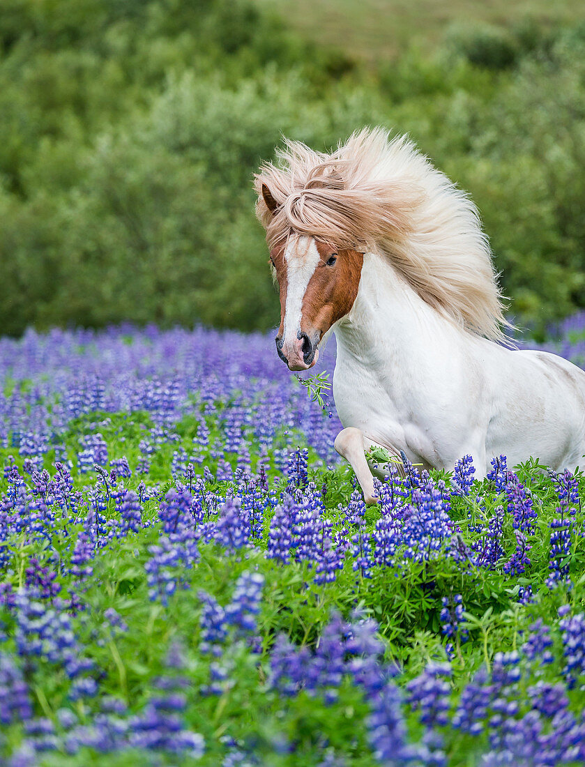 Horse running by lupines. Purebred Icelandic horse in the summertime with blooming lupines, Iceland.