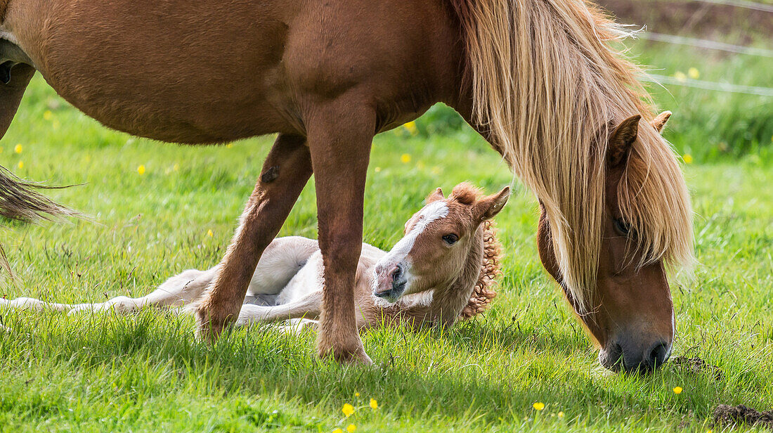 Icelandic Mare and newborn foal, Iceland