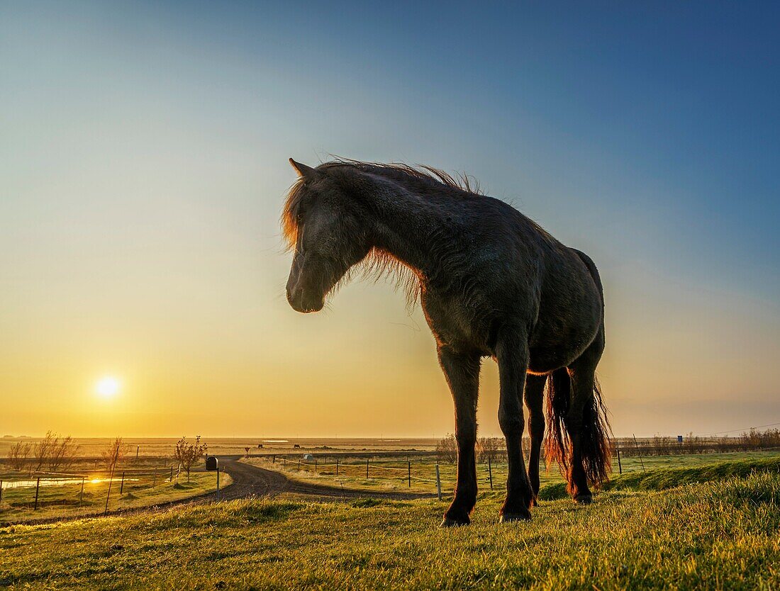 Horses grazing at sunset, Iceland.