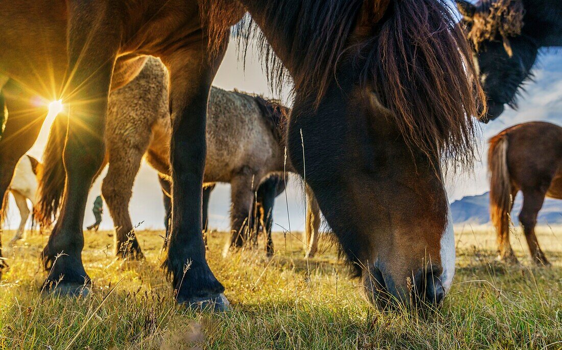 The Icelandic horse is a breed developed in Iceland that is long-lived and hardy. The Icelandic horse displays two gaits in addition to the typical walk, trot, and canter/gallop commonly displayed by other breeds.