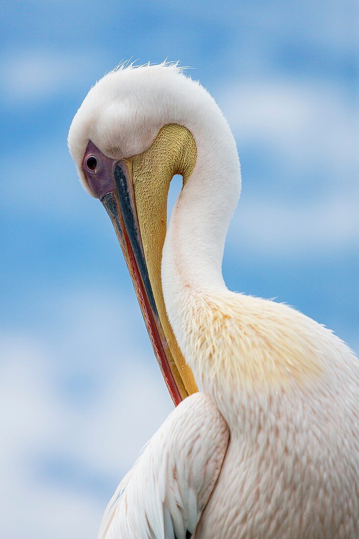 Pelican in Walvis Bay, Namibia, Iceland.