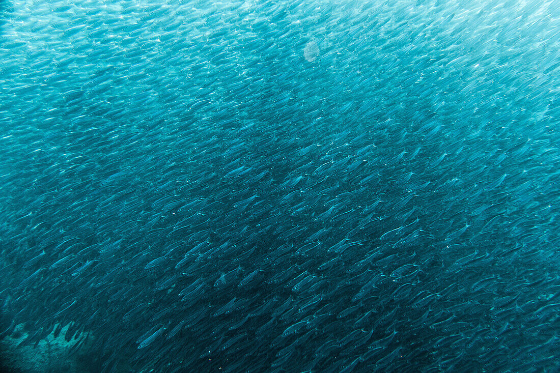 Großer Fischschwarm unter Wasser, Sao Tome, Sao Tome und Príncipe, Afrika