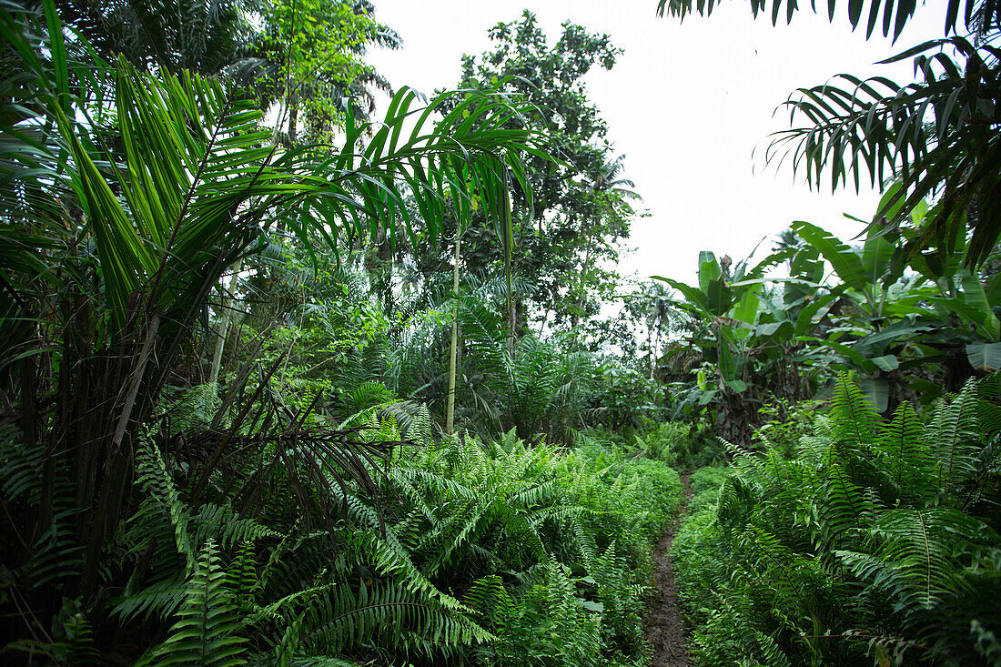 Trampelpfad durch einen dicht bewachsenen Dschungel, Sao Tome, Sao Tome und Príncipe, Afrika