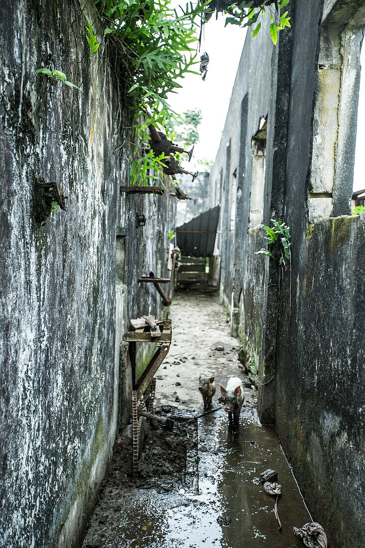 Two little pigs near an old building, Sao Tome, Sao Tome and Principe, Africa