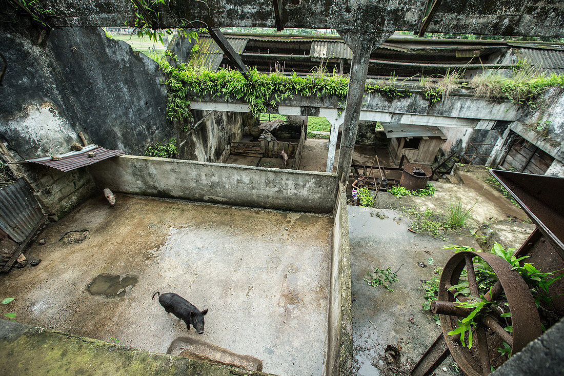 Young woman going through a simple shed, Sao Tome, Sao Tome and Principe, Africa