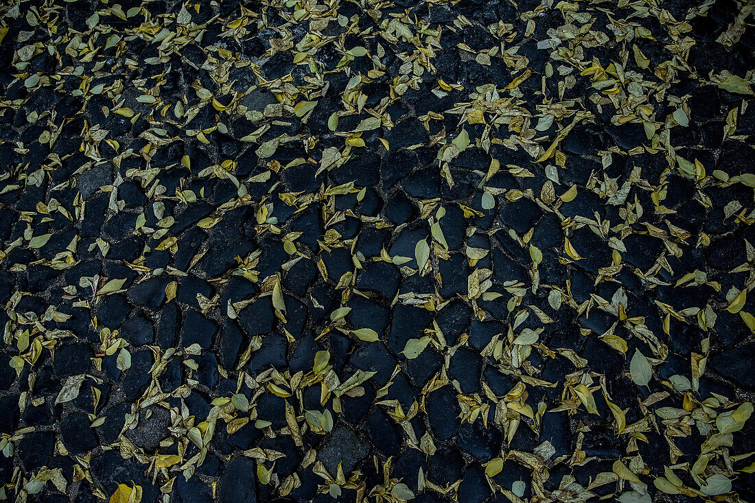 Plfastersteinboden bedeckt mit Blättern, Sao Tome, Sao Tome und Príncipe, Afrika