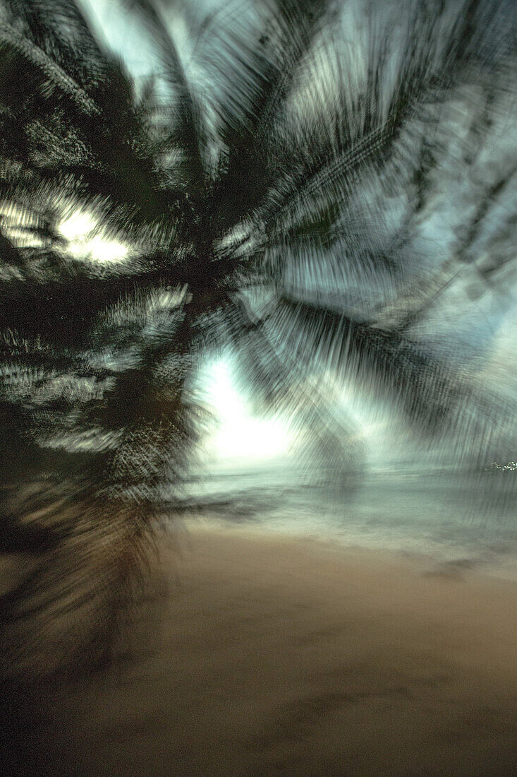 Palm tree by the sea, Sao Tome, Sao Tome and Príncipe, Africa