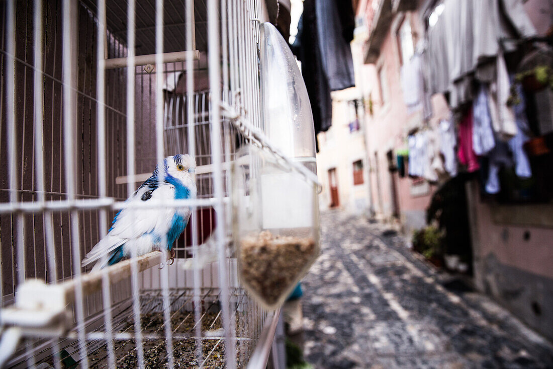 Budgerigar in a cage in a street, Sao Tome, Sao Tome and Principe, Africa