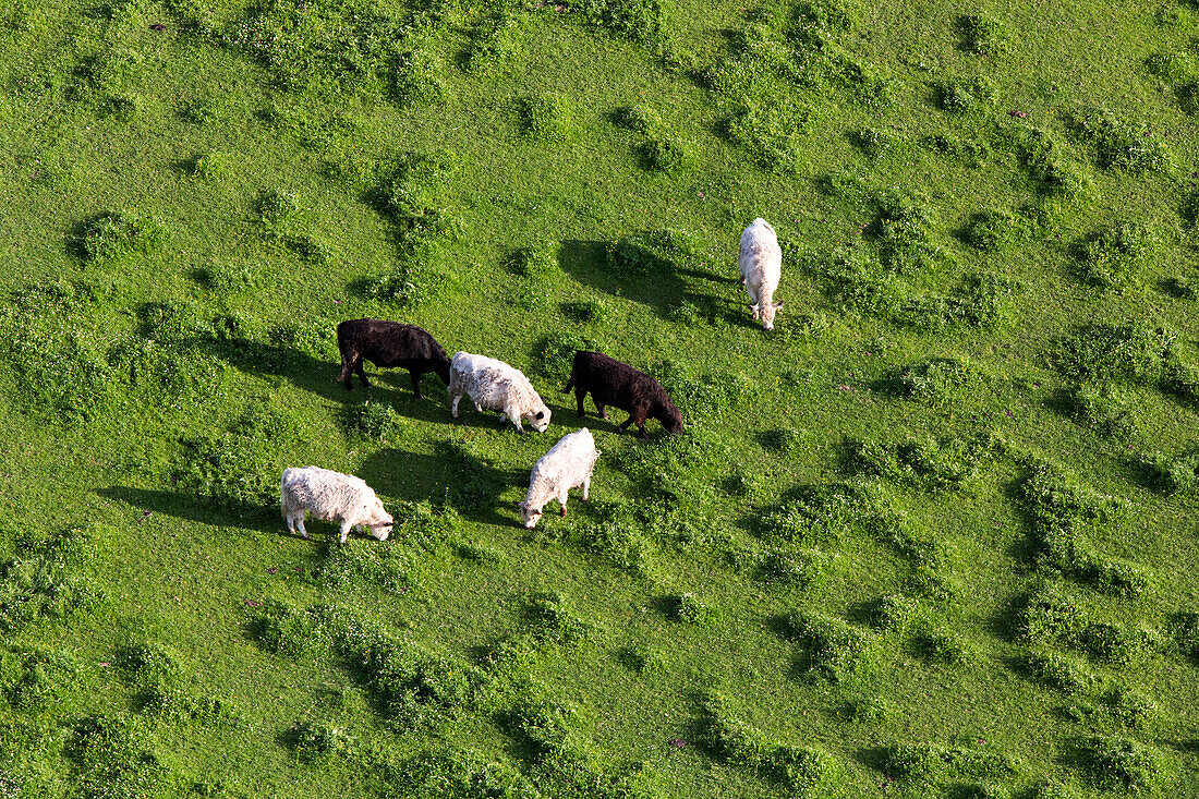 aerial, rural landscape, countryside, farming, agriculture, animals, cows from above grazing on a lush green field Bavaria, Germany