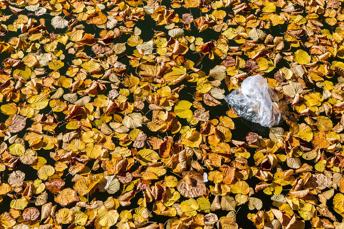 autumn leaves floating on water, plastic rubbish