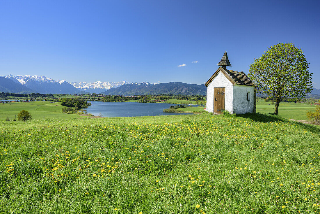 Meadow with flowers with chapel in front of lake Riegsee and Wetterstein range with Zugspitze, Aidlinger Hoehe, Aidling, Upper Bavaria, Bavaria, Germany