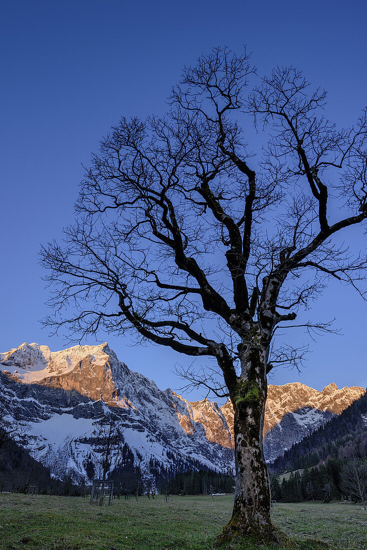 Ahorn vor Karwendel mit Spritzkarspitze, Großer Ahornboden, Eng, Naturpark Karwendel, Karwendel, Tirol, Österreich