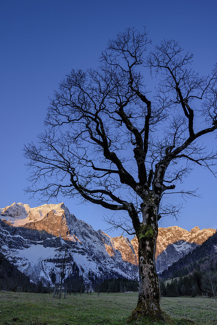 Mapple tree in front of Karwendel range with Spritzkarspitze, Grosser Ahornboden, Eng, Nature Park Karwendel, Karwendel range, Tyrol, Austria