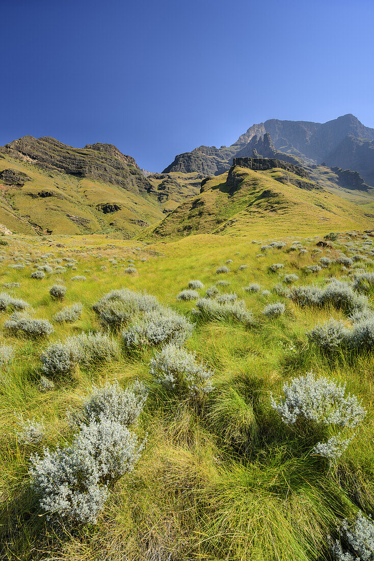 Gebirgstal mit bunten Gräsern, Rhino Peak, Garden Castle, Mzimkhulu Wilderness Area, Drakensberge, uKhahlamba-Drakensberg Park, UNESCO Welterbe Maloti-Drakensberg-Park, KwaZulu-Natal, Südafrika
