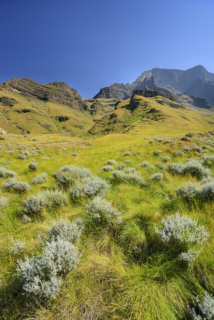 Valley with multicolored gras and bush, Rhino Peak, Garden Castle, Mzimkhulu Wilderness Area, Drakensberg, uKhahlamba-Drakensberg Park, UNESCO World Heritage Site Maloti-Drakensberg-Park, KwaZulu-Natal, South Africa