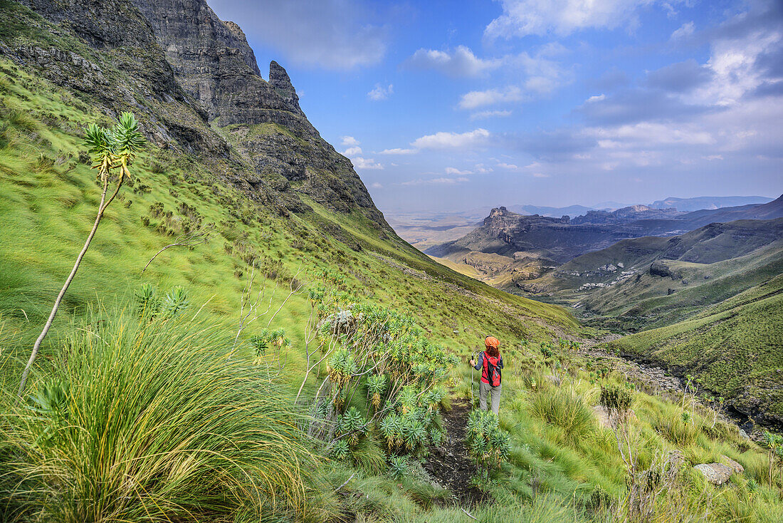 Frau beim Wandern steigt vom Rhino Peak ab, Rhino Peak, Garden Castle, Mzimkhulu Wilderness Area, Drakensberge, uKhahlamba-Drakensberg Park, UNESCO Welterbe Maloti-Drakensberg-Park, KwaZulu-Natal, Südafrika