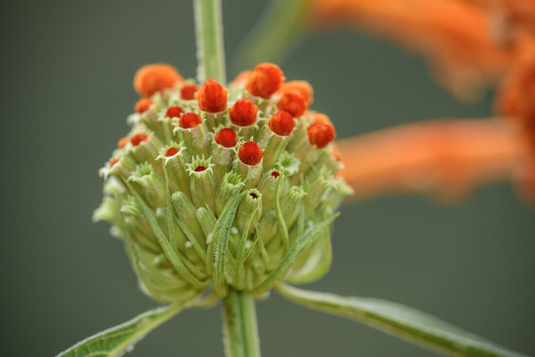 Orange blühendes Löwenohr, Leonotis, Monks Cowl, Mdedelelo Wilderness Area, Drakensberge, uKhahlamba-Drakensberg Park, UNESCO Welterbe Maloti-Drakensberg-Park, KwaZulu-Natal, Südafrika